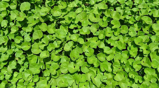Centella Asiatica : l’ingrédient miracle pour apaiser et réparer votre peau